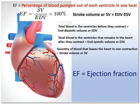 lv ejection fraction 55|low normal Lv systolic function.